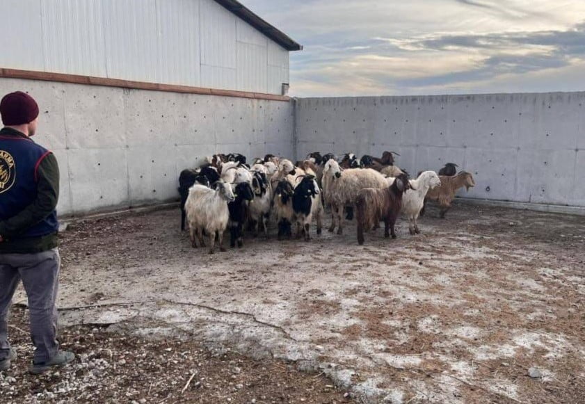 KONYA'NIN ILGIN İLÇESİNDE ÇALINAN 48 KOYUN JANDARMA EKİPLERİNCE BULUNARAK SAHİBİNE TESLİM...