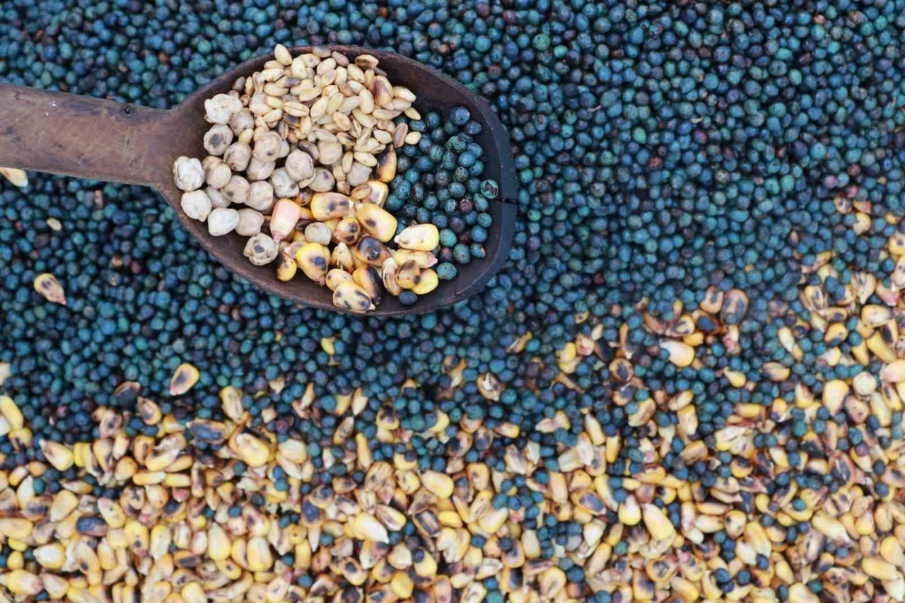 KONYA’NIN HADİM İLÇESİNDE, TÜRK MUTFAĞININ BİNLERCE YILLIK LEZZETLERİNDEN BİRİ OLAN KAVUT UNU...