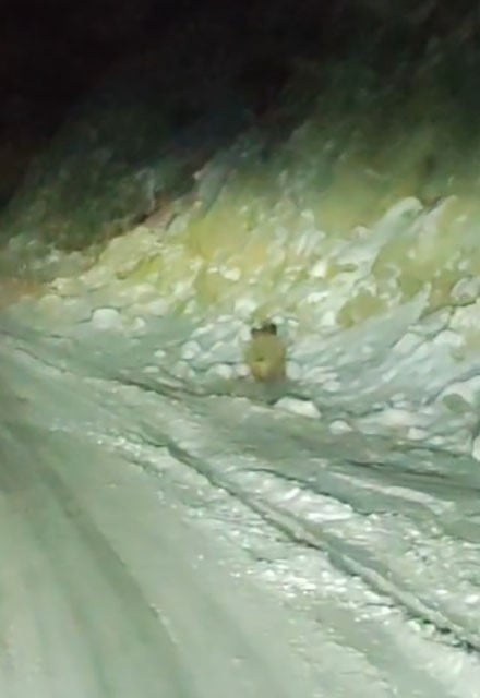 KONYA’NIN HALKAPNIRA İLÇESİNDE YABAN DOMUZ YOLA İNDİ.