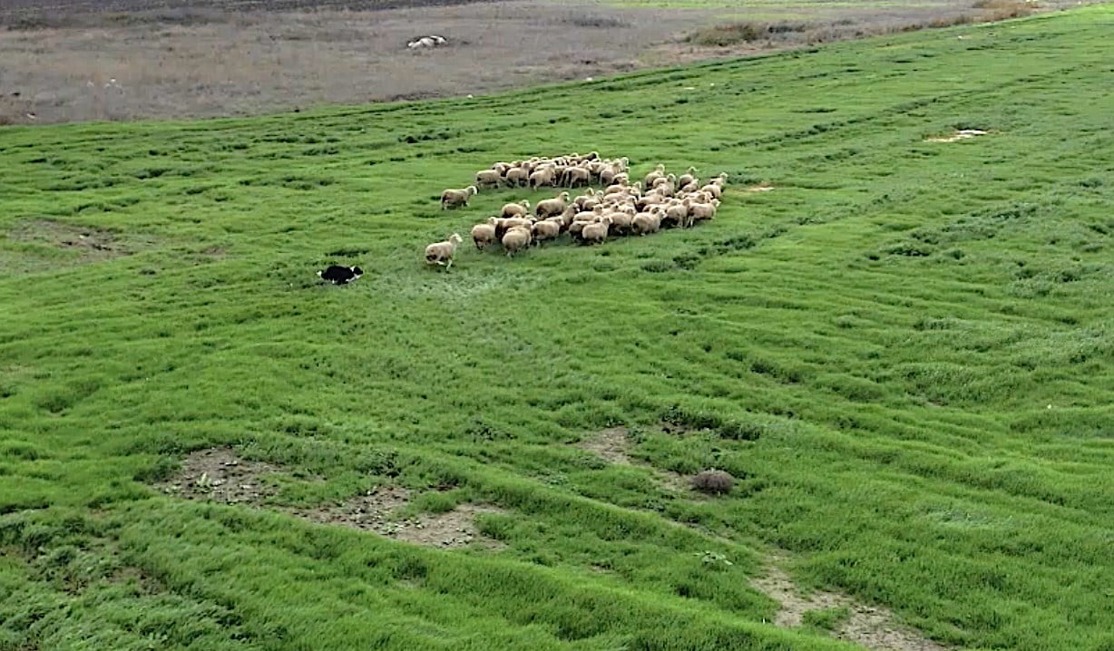 KÜÇÜKBAŞ HAYVANCILIK SEKTÖRÜNDE KORUMA KÖPEKLERİ OLAN KANGAL VE AKBAŞLARDAN SONRA ÇOBANLARA, SÜRÜ...