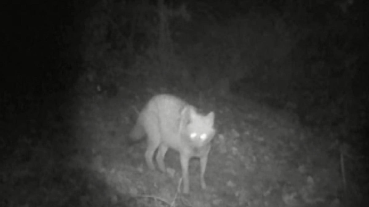 KURT VE ÇAKAL AYNI FOTO KAPANDA