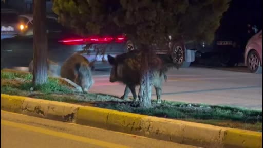 Kuşadası’nda domuzlar şehri mesken tuttu