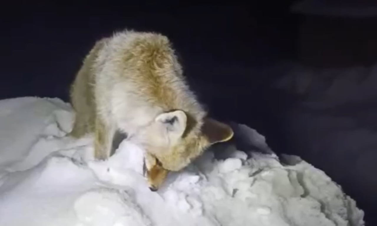 MAHALLE MUHTARI ARİF GENÇ, "YANINA GİTTİĞİMİZDE HAYVANIN ADETA BİR HEYKEL GİBİ AYAKTA DONDUĞUNU...