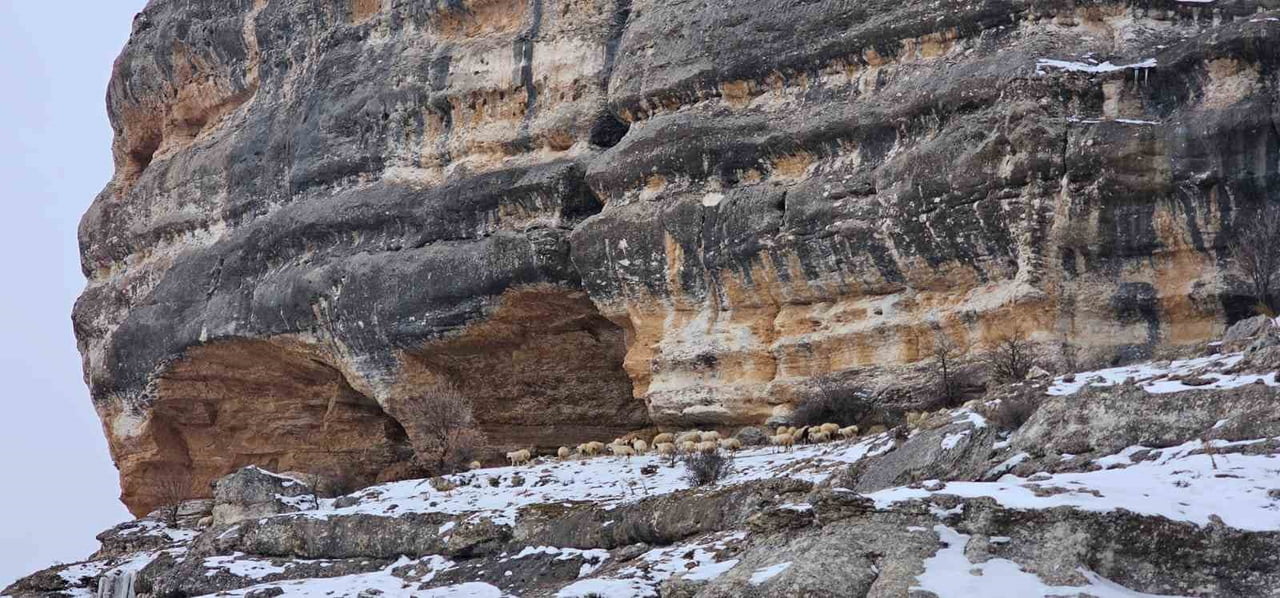 MALATYA'DA ETKİLİ OLAN YOĞUN KAR SONRASI ÜRETİCİLER, HAYVANLARINI BİN 600 RAKIMDAKİ KAYALIKLARA...