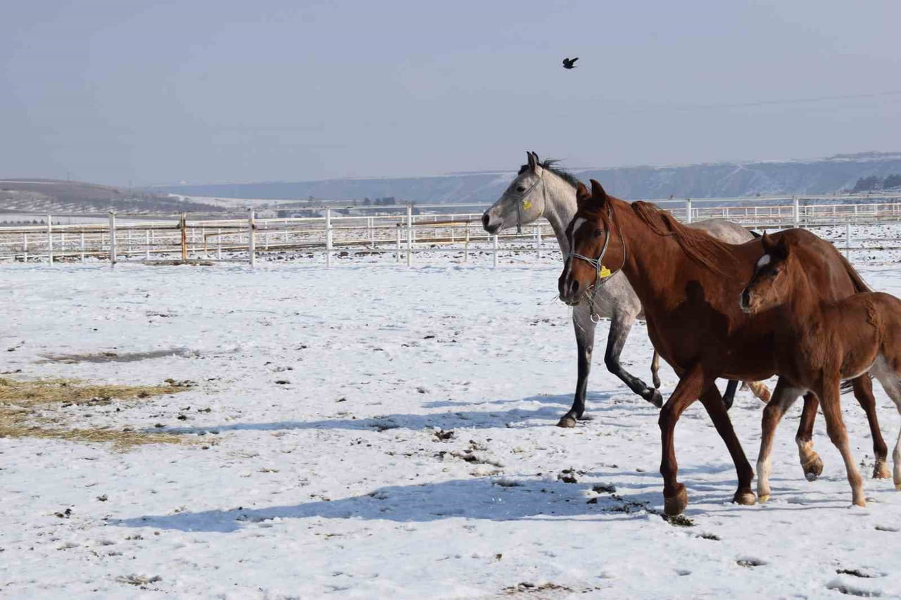 MALATYA’DA 2026 ŞAMPİYON ADAYI TAYLAR DÜNYAYA GELMEYE BAŞLADI
