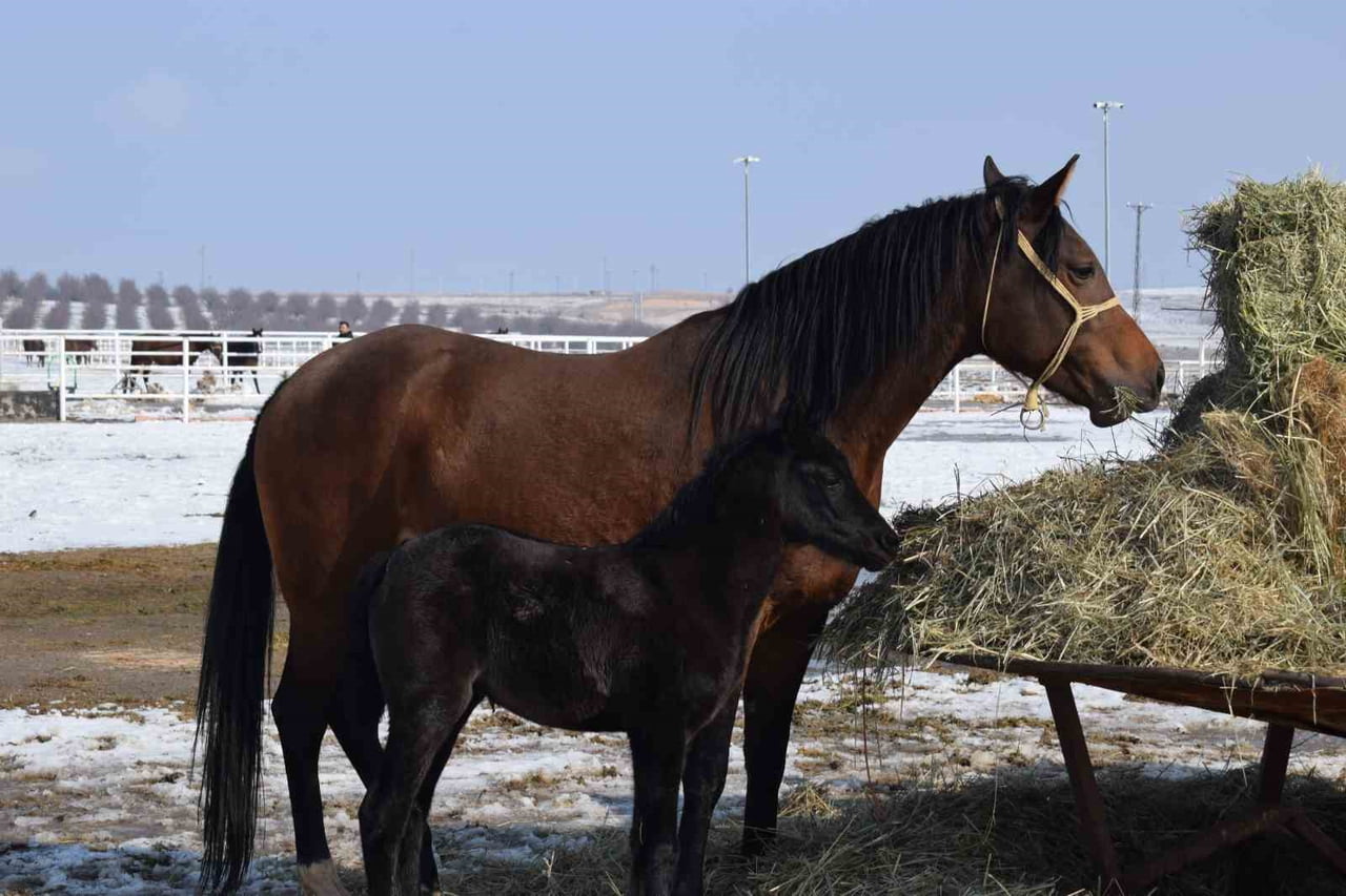 MALATYA’DA 2026 ŞAMPİYON ADAYI TAYLAR DÜNYAYA GELMEYE BAŞLADI