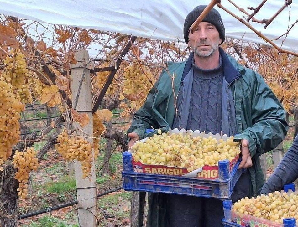MANİSA’NIN SARIGÖL İLÇESİNE BAĞLI AŞAĞIKOÇAKLAR MAHALLESİ’NDE ÜZÜM ÜRETİCİSİ MUSA TOPDEMİR, HER...
