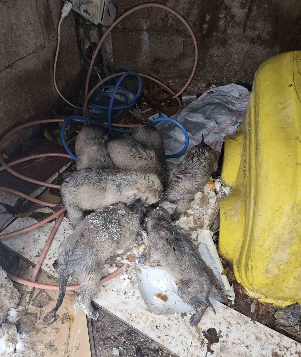 MARDİN’İN MAZIDAĞI İLÇESİNDE 7 YAVRU KÖPEK KARLI HAVADA YOL KENARINDA ÖLÜME TERK EDİLDİ. DONMAK...