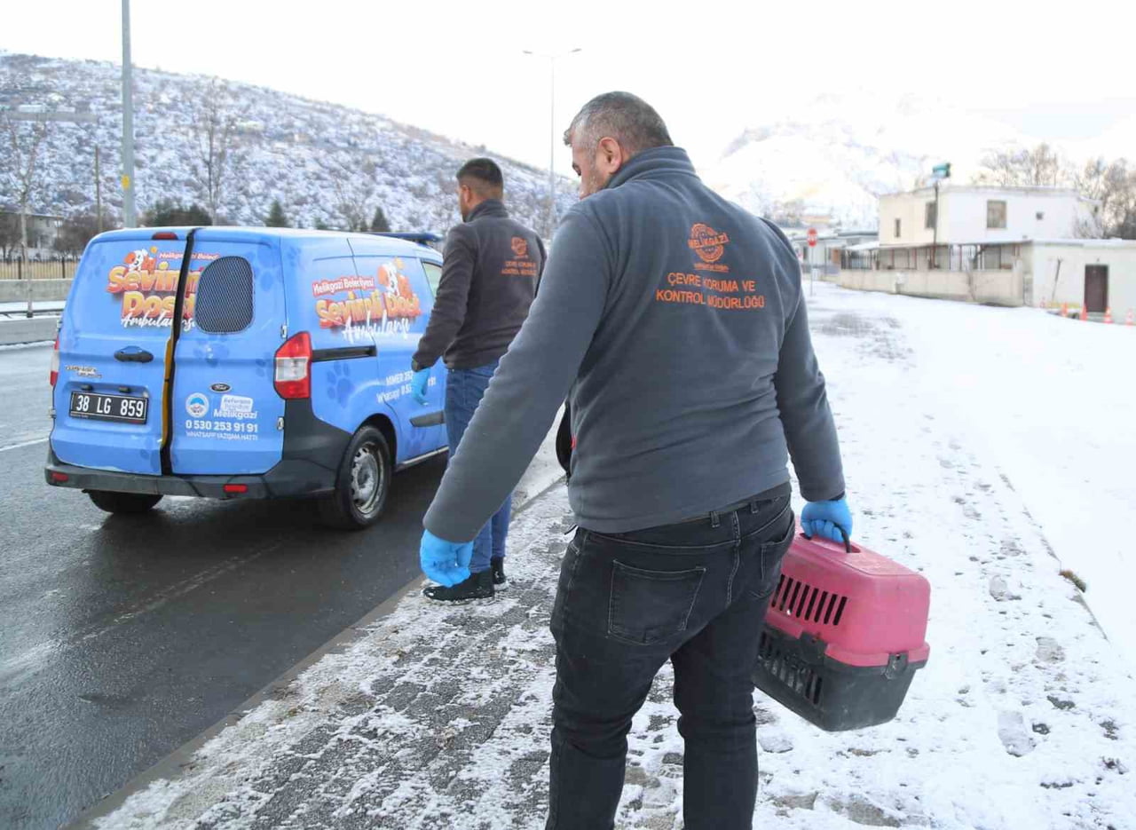 MELİKGAZİ BELEDİYESİ’NİN YARDIMA MUHTAÇ SOKAK HAYVANLARINA ÖZEL HİZMETİ 'SEVİMLİ DOST AMBULANSI'...
