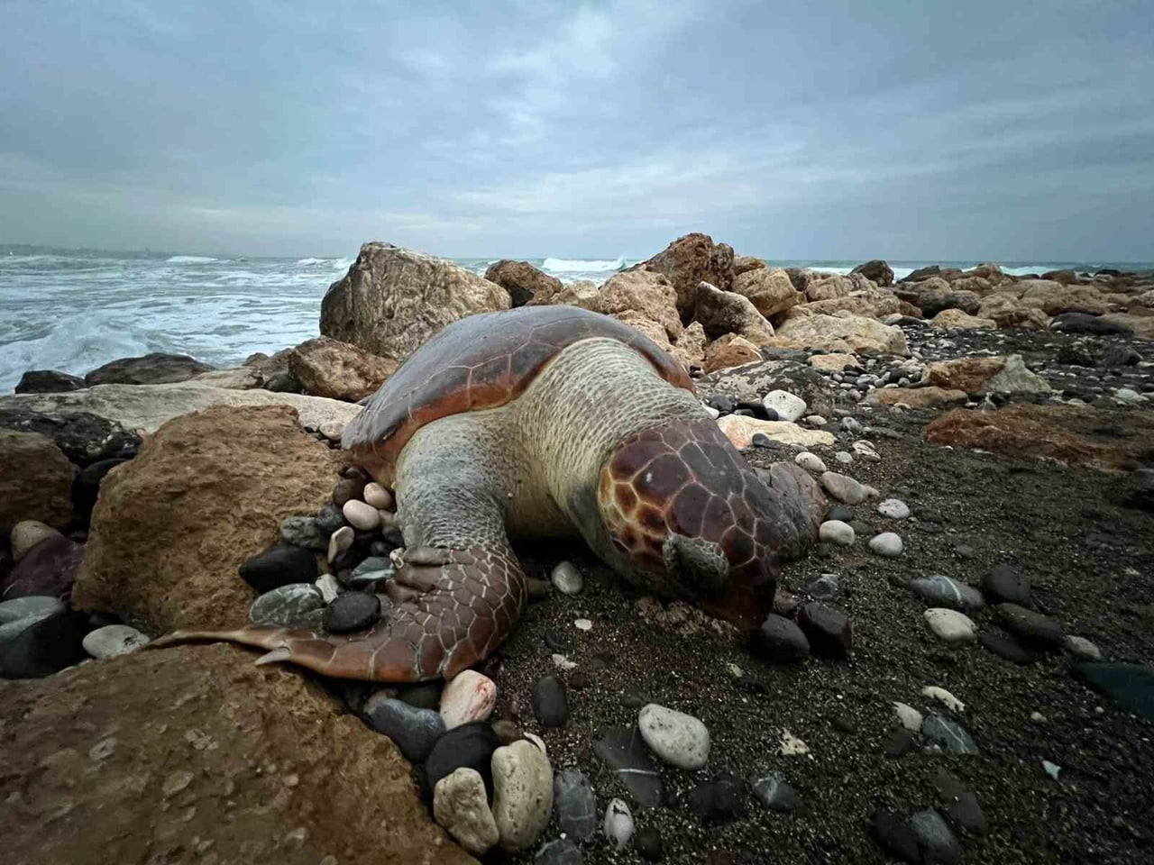 MERSİN'İN ERDEMLİ İLÇESİNDE SAHİLE ÖLMÜŞ BİR CARETTA CARETTA (İRİBAŞ DENİZ KAPLUMBAĞASI) VURDU.15...