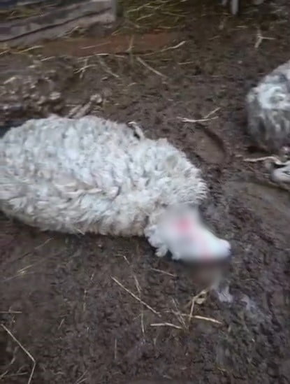 MUĞLA’NIN MENTEŞE İLÇESİNDE İDDİAYA GÖRE KURDUN SALDIRDIĞI 3 KOYUN TELEF OLDU.