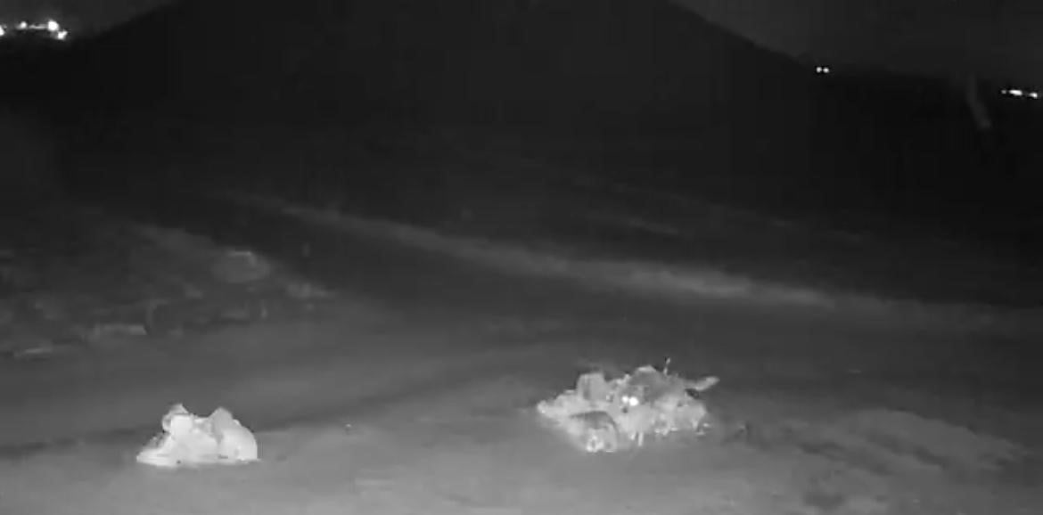 NEVŞEHİR’DE AÇ KALAN KURTLAR KÖYE KADAR İNDİ. KÖYDE GEZİNEN KURTLAR GÜVENLİK KAMERALARINA...