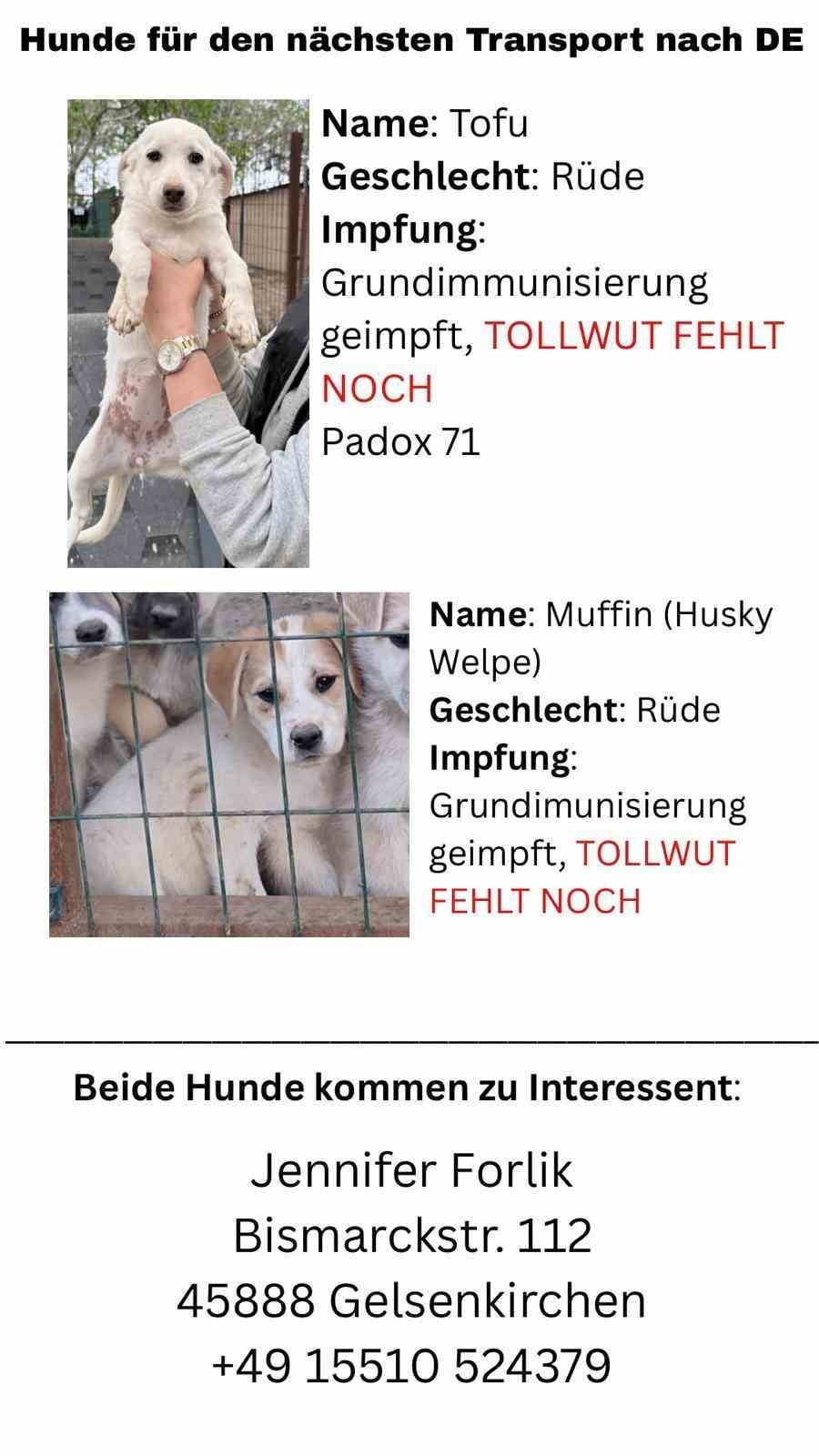 NEVŞEHİR’DE HAYVAN BARINAĞINDAN, GÖNÜLLÜLER TARAFINDAN ÇIKARILAN KÖPEKLERİN, SAHTE MİKROÇİPLERLE...