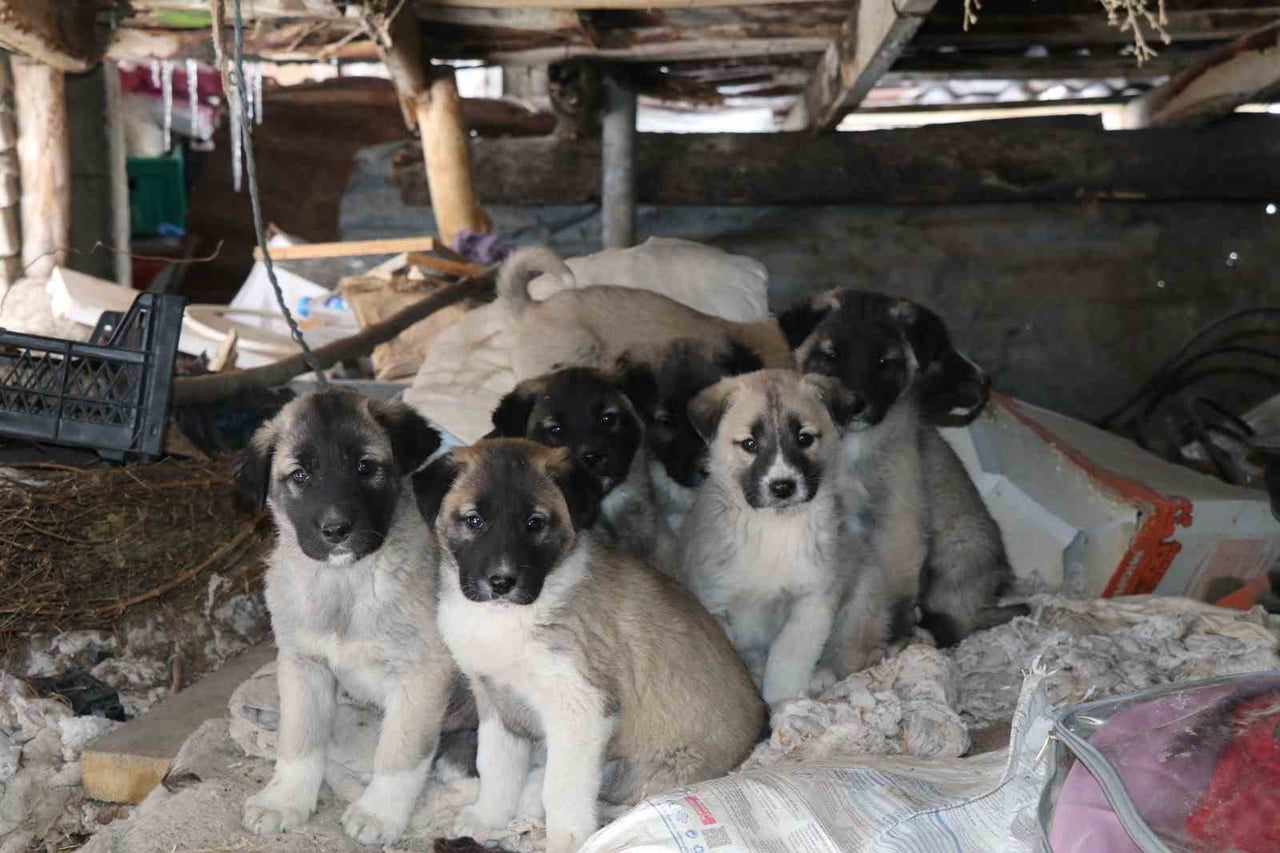 OLTU İLÇESİNDE BİR SOKAK KÖPEĞİ, ESKİ BİR EVİN ÇATISINDA 10 YAVRU DÜNYAYA GETİRDİ.