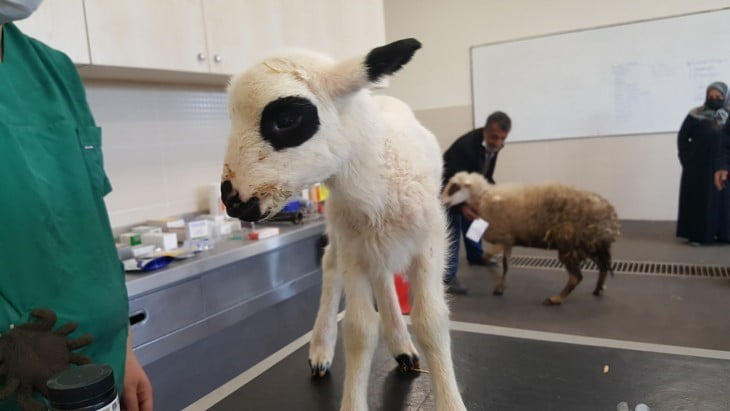 ONDOKUZ MAYIS ÜNİVERSİTESİ (OMÜ) VETERİNER FAKÜLTESİ EĞİTİM, ARAŞTIRMA VE UYGULAMA HASTANESİ, 2025...