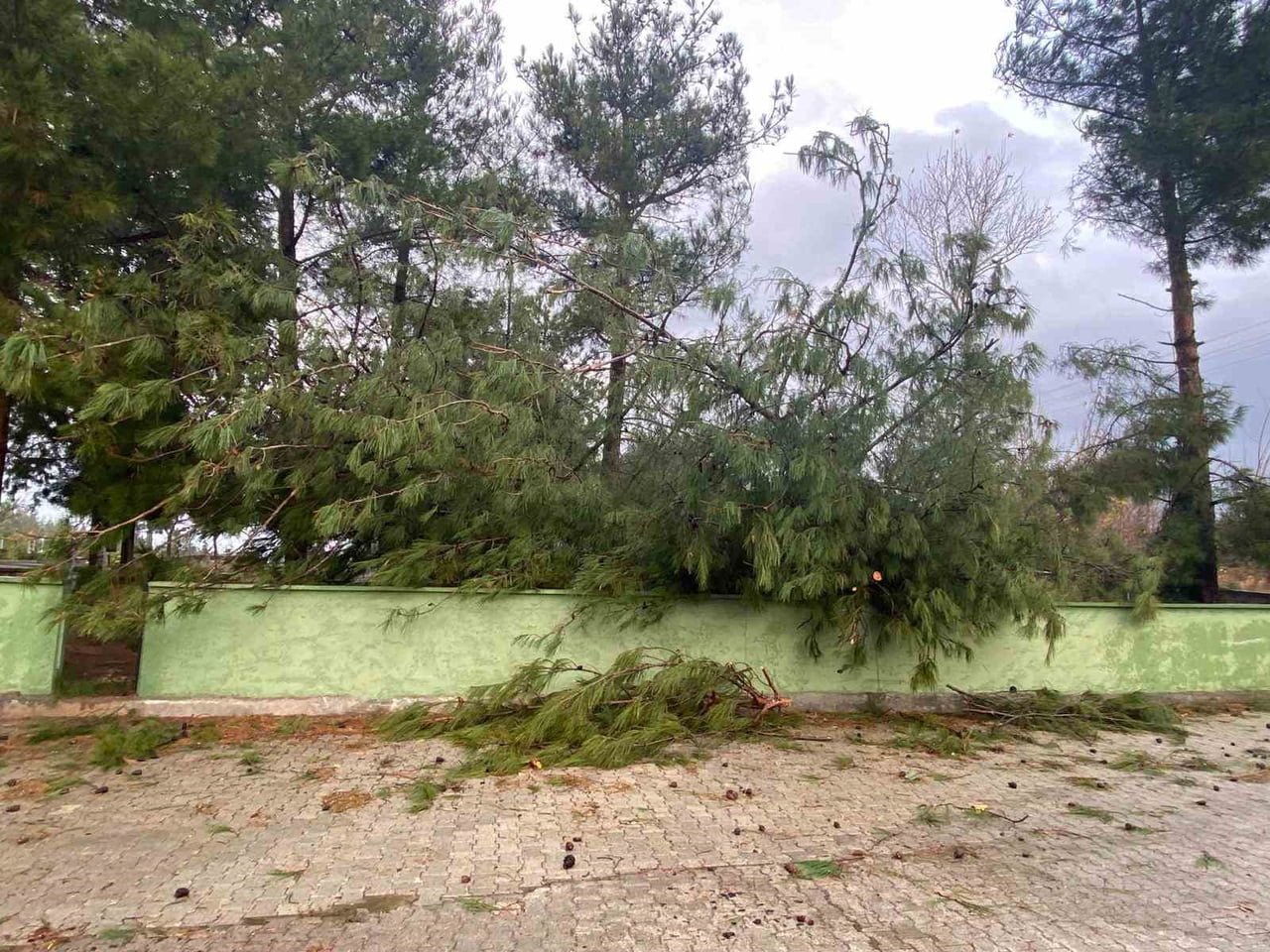 OSMANİYE’DE ŞİDDETLİ FIRTINA DEV AĞAÇLARI KÖKÜNDEN SÖKTÜ