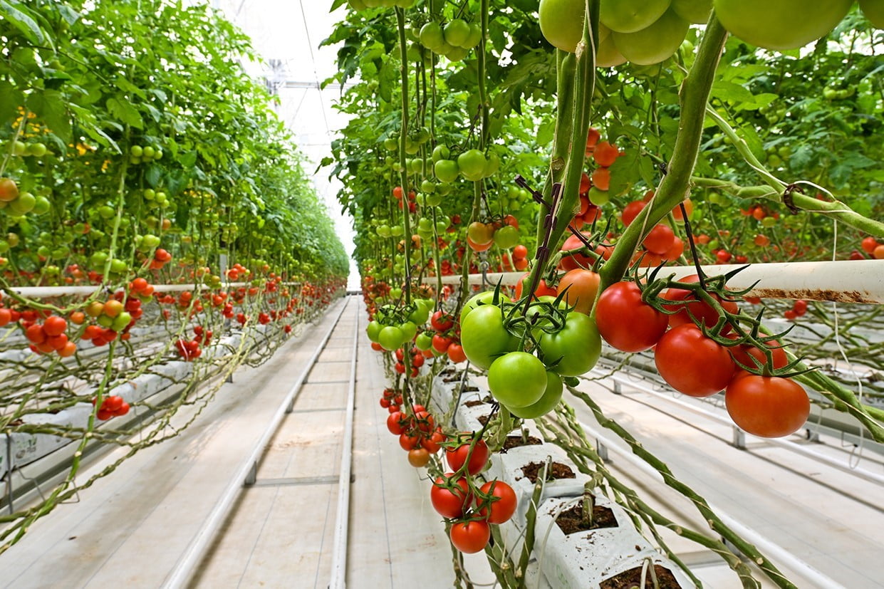 OYAK KİMYA TARIM ŞİRKETLERİNDEN HEKTAŞ, LONDRA BORSASI GRUBU (LSEG) TARAFINDAN GERÇEKLEŞTİRİLEN...