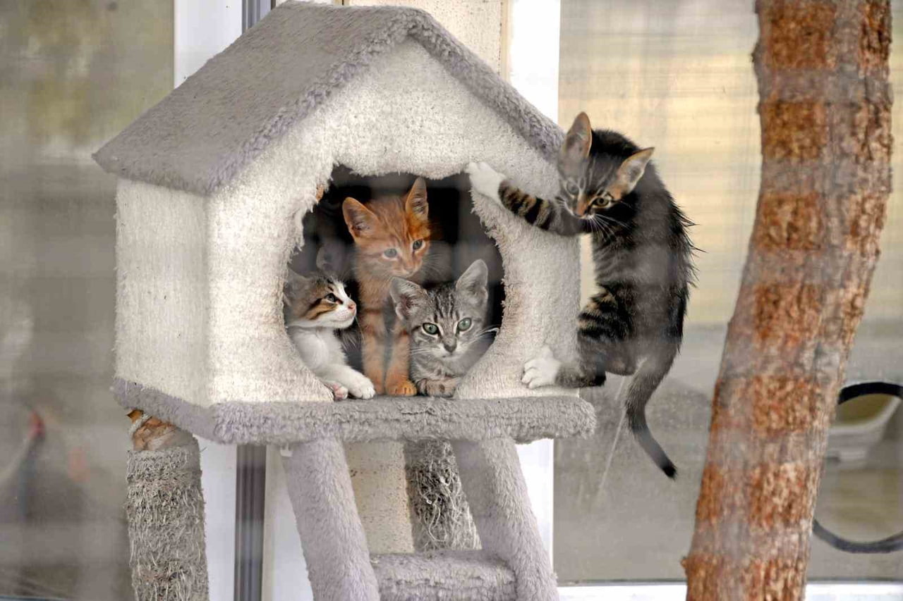 SAHİPSİZ SOKAK HAYVANLARININ YAŞAM KOŞULLARINI İYİLEŞTİRMEK, SAĞLIKLARINI KORUMAK VE ONLARI SEVGİ...