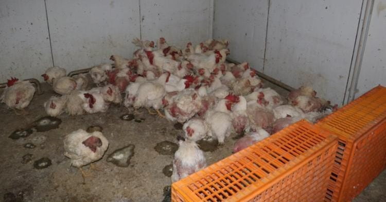 SAKARYA’NI TARAKLI İLÇESİNDE MEVZUATA AYKIRI ÜRETİM YAPAN TAVUK ÇİFTLİĞİNDE ÖLÜ HAYVANLAR TESPİT...