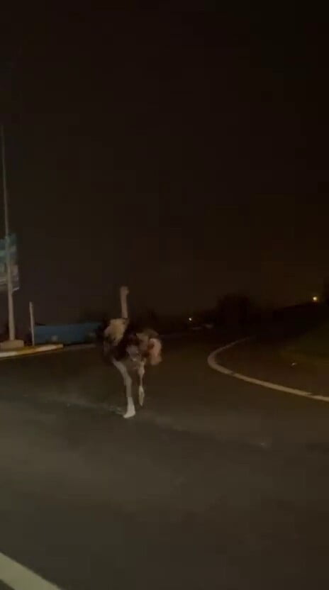 SAKARYA’NIN ARİFİYE İLÇESİNDE BAŞIBOŞ ŞEKİLDE DOLAŞAN DEVEKUŞU, TRAFİĞİ BİR BİRİNE...