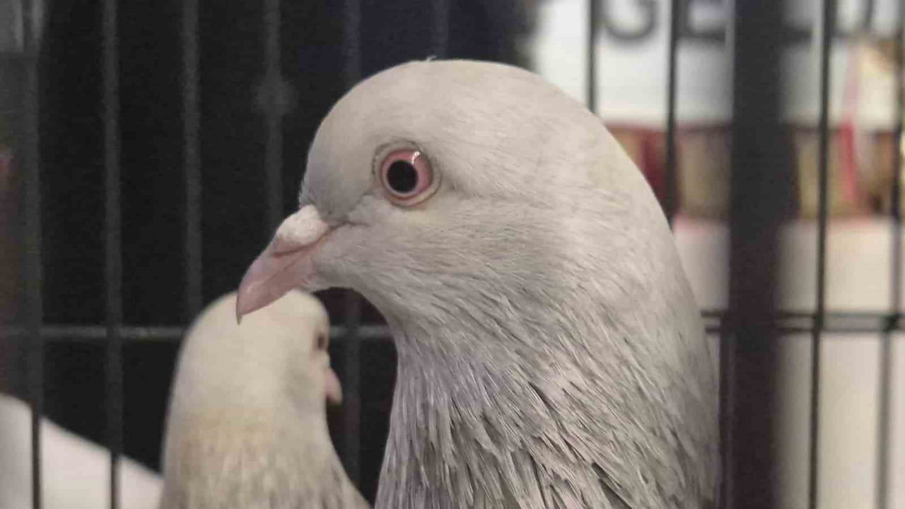 SAMSUN GÜVERCİN YETİŞTİRİCİLERİ VE SERİNOFİL DERNEĞİ, SEZON BOYUNCA DERECEYE GİREN GÜVERCİNLER...