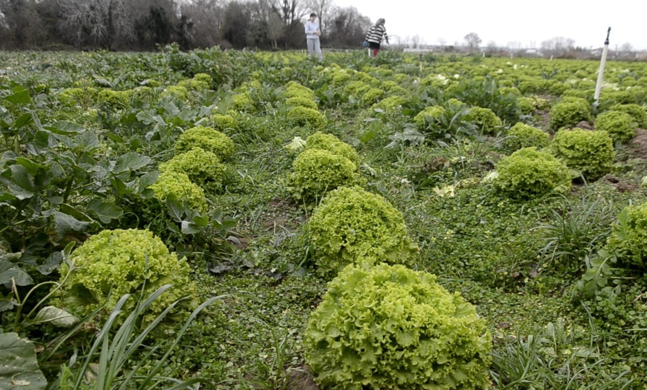 SAMSUN’UN BAFRA İLÇESİNDE 570 DEKAR ALANDA ÜRETİMİ YAPILAN MARULDA FİYATLARIN GEÇEN YILA GÖRE...