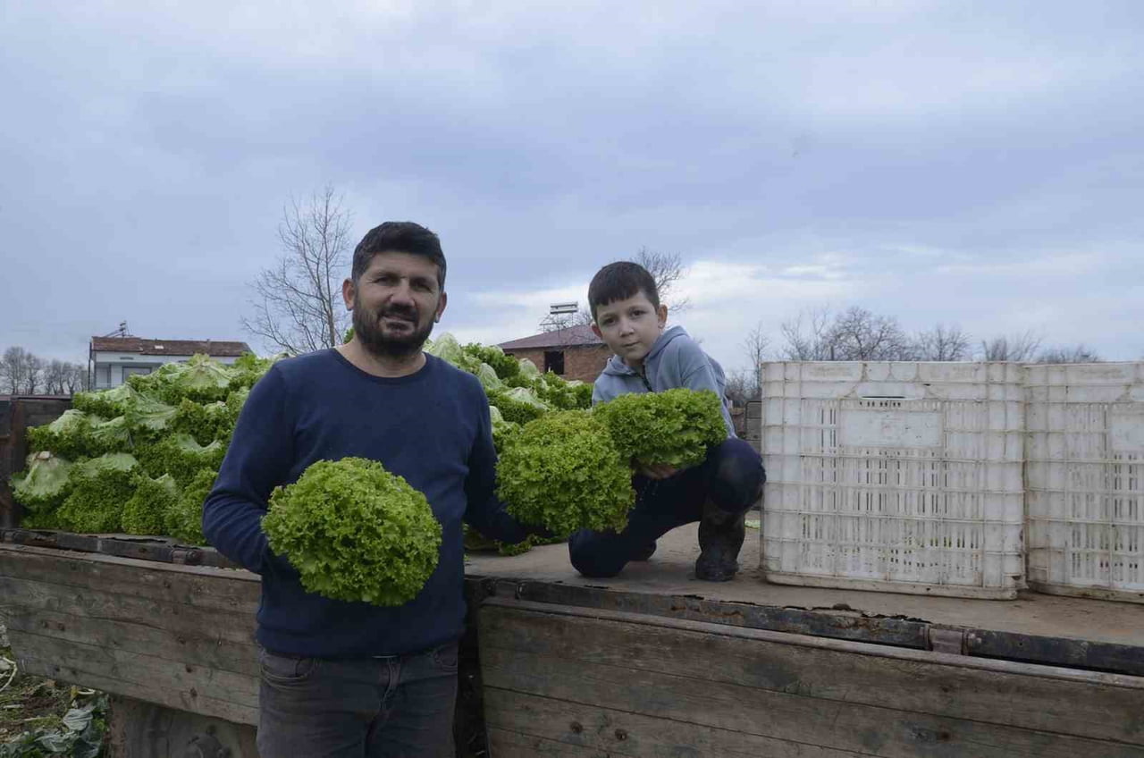 SAMSUN’UN BAFRA İLÇESİNDE 570 DEKAR ALANDA ÜRETİMİ YAPILAN MARULDA FİYATLARIN GEÇEN YILA GÖRE...