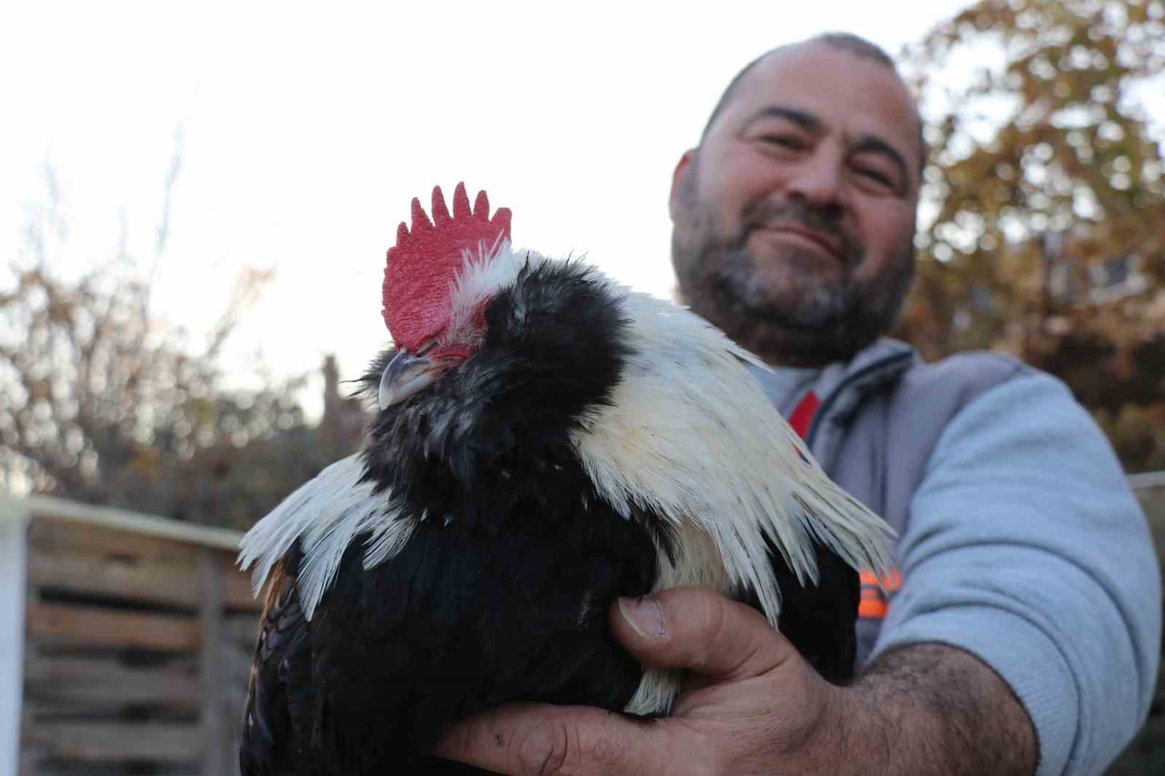 SERVET BİRSİN, ÜÇ YIL ÖNCE HOBİ OLARAK BAŞLADIĞI TAVUK YETİŞTİRİCİLİĞİNİ BAMBAŞKA BİR BOYUTA...