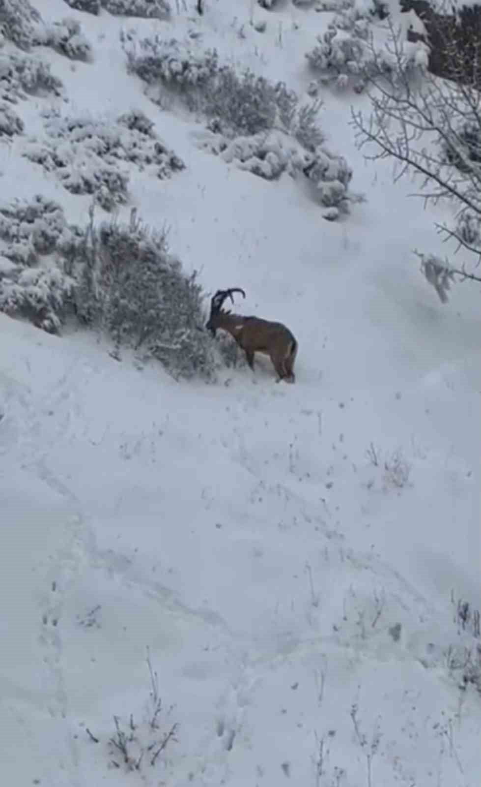 SİİRT DOĞA KORUMA VE MİLLİ PARKLAR 14.BÖLGE MÜDÜRLÜĞÜNE BAĞLI MERKEZ ŞEFLİĞİ TARAFINDAN SÜRÜ...