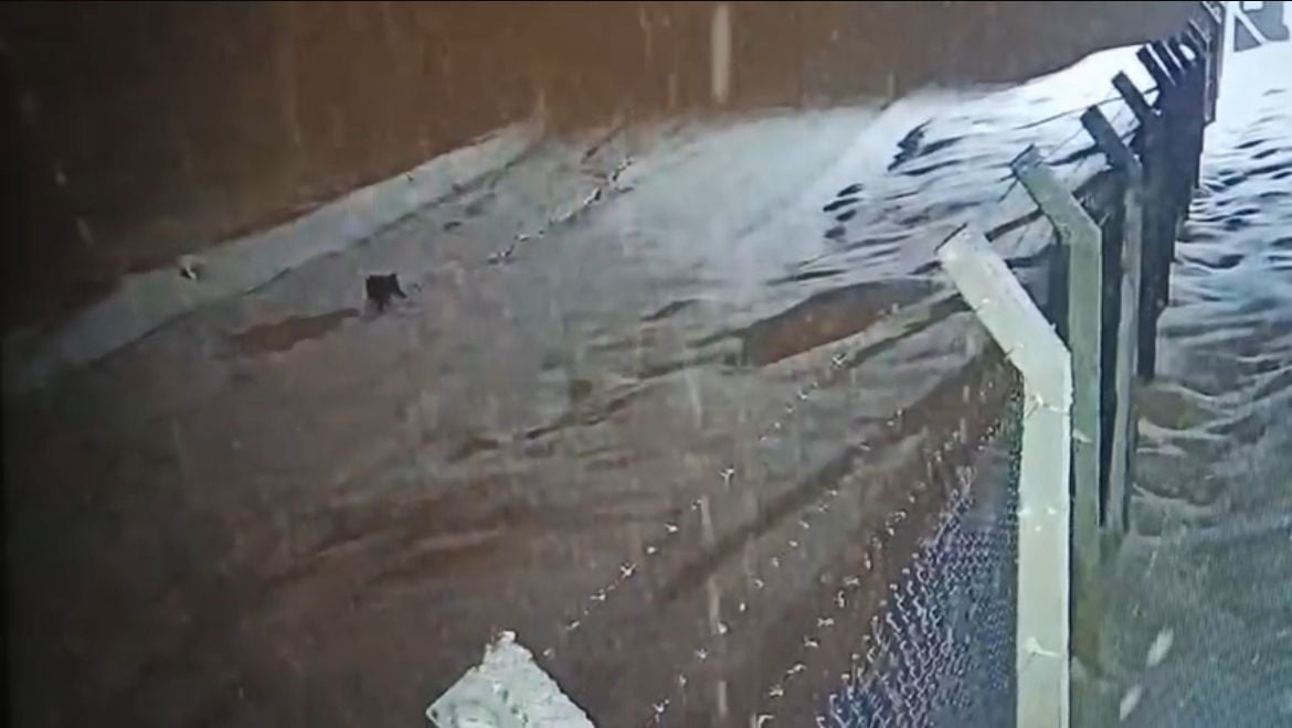 SİİRT’İN KURTALAN İLÇESİNDE KAR YAĞIŞIYLA BİRLİKTE KÖYE İNEN KURT, GÜVENLİK KAMERASINA...