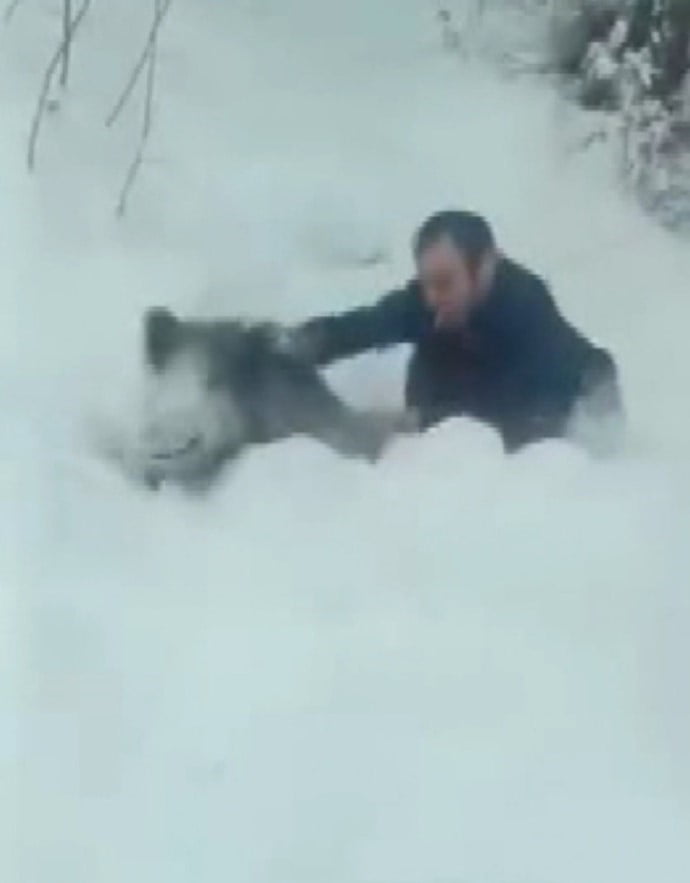 SİNOP’TA BİR VATANDAŞ YABAN DOMUZU SÜRÜSÜNE DALIP ELİYLE YAKALADI. YAVRU DOMUZU BİR SÜRE ELİNDE...