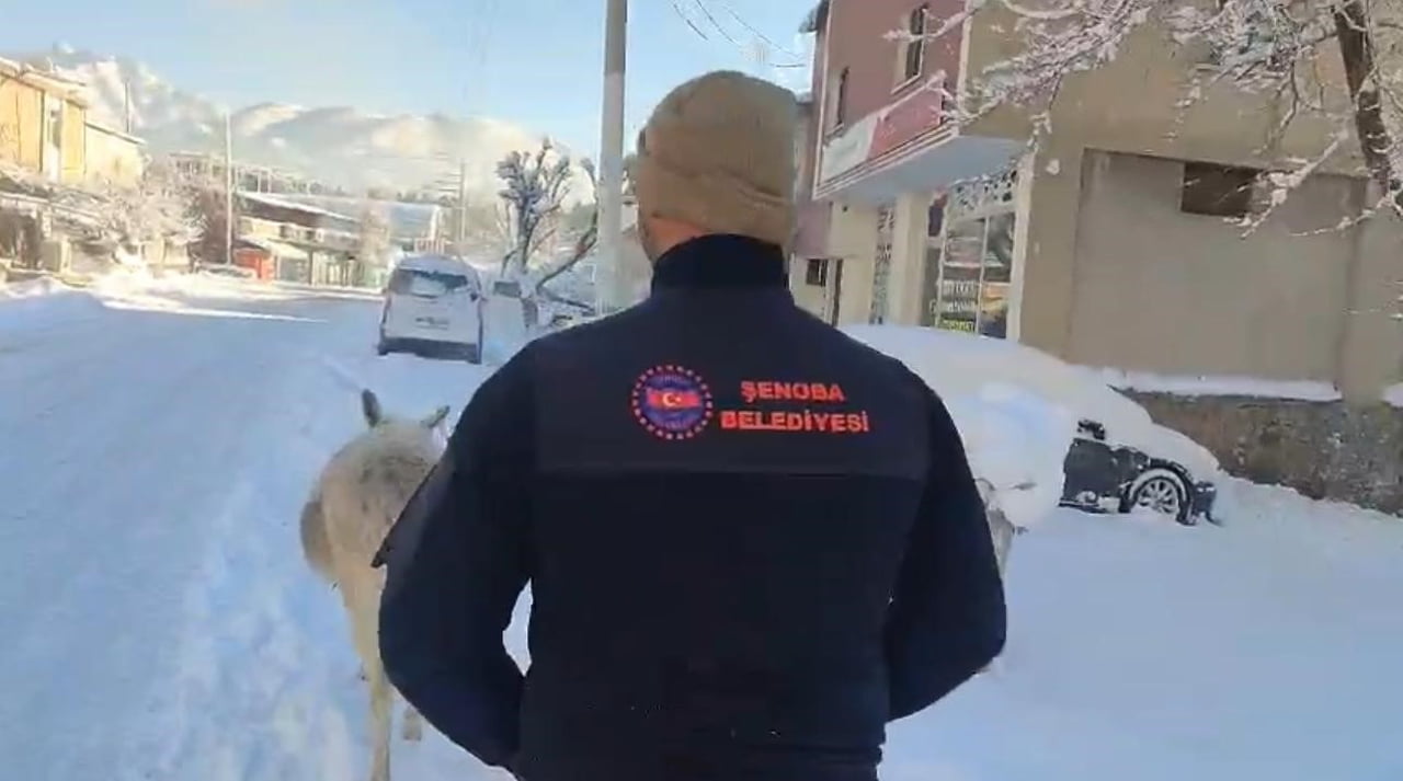 ŞIRNAK'TA DONMAK ÜZERE OLAN YÜZLERCE HAYVAN KURTARILDI. BELEDİYE EKİPLERİ EKSİ 10 DERECEDE KALAN...