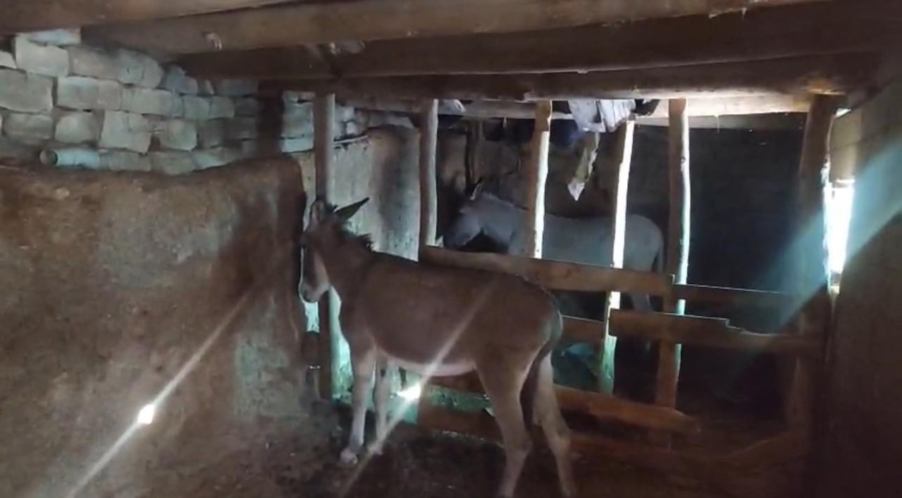 ŞIRNAK'TA DONMAK ÜZERE OLAN YÜZLERCE HAYVAN KURTARILDI. BELEDİYE EKİPLERİ EKSİ 10 DERECEDE KALAN...