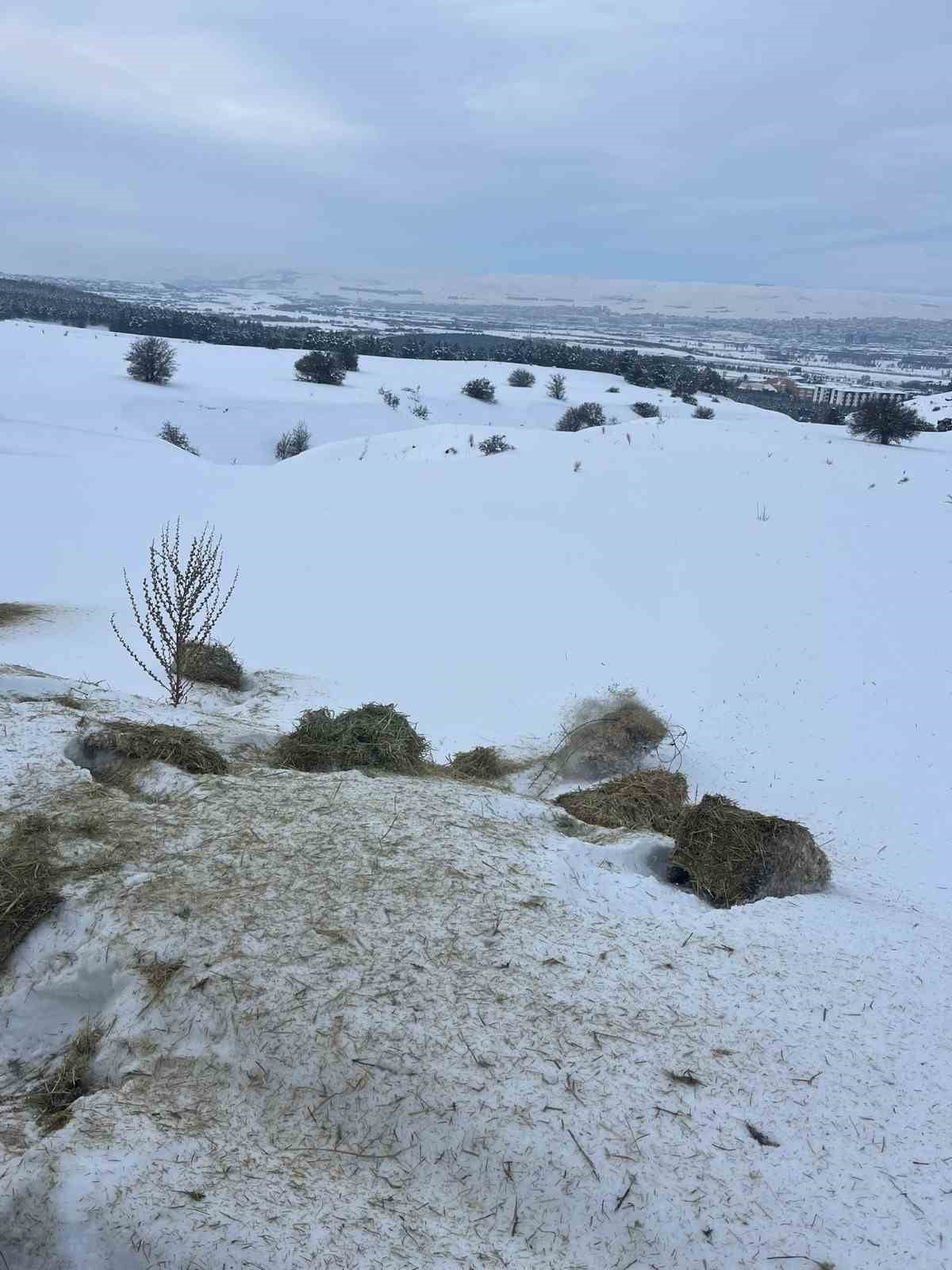 SİVAS CUMHURİYET ÜNİVERSİTESİ VETERİNER FAKÜLTESİ, AĞIR KIŞ ŞARTLARINDA BESLENMEKTE ZORLANAN...
