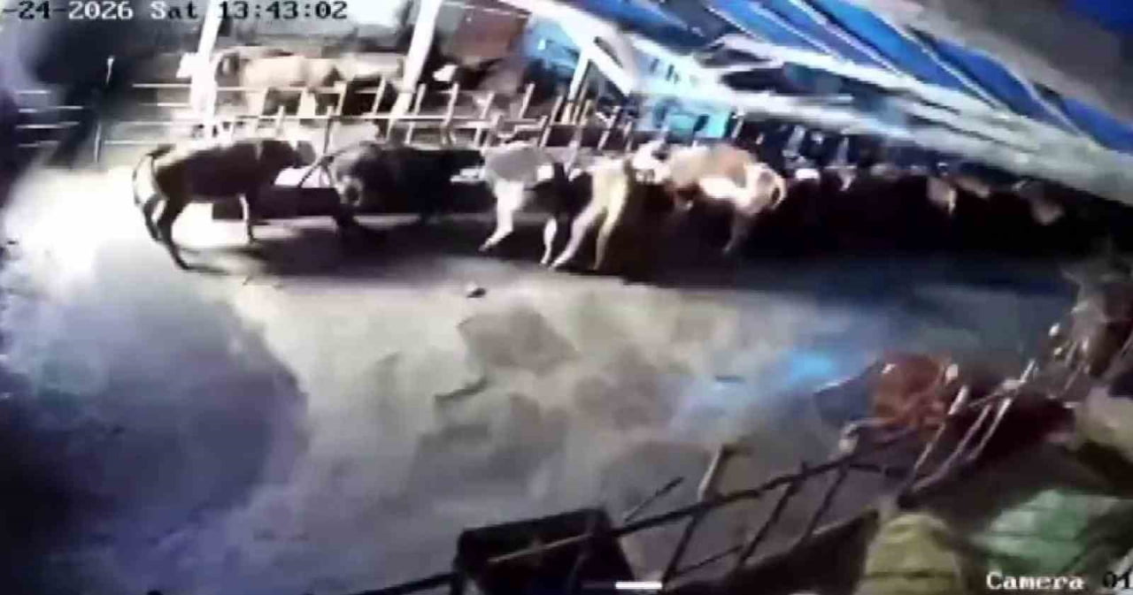 SİVAS’IN ALTINYAYLA İLÇESİNDE BİR AHIRIN ÇATISI KAR YÜKÜNE DAYANAMAYARAK ÇÖKTÜ. OLAYDA BAZI...