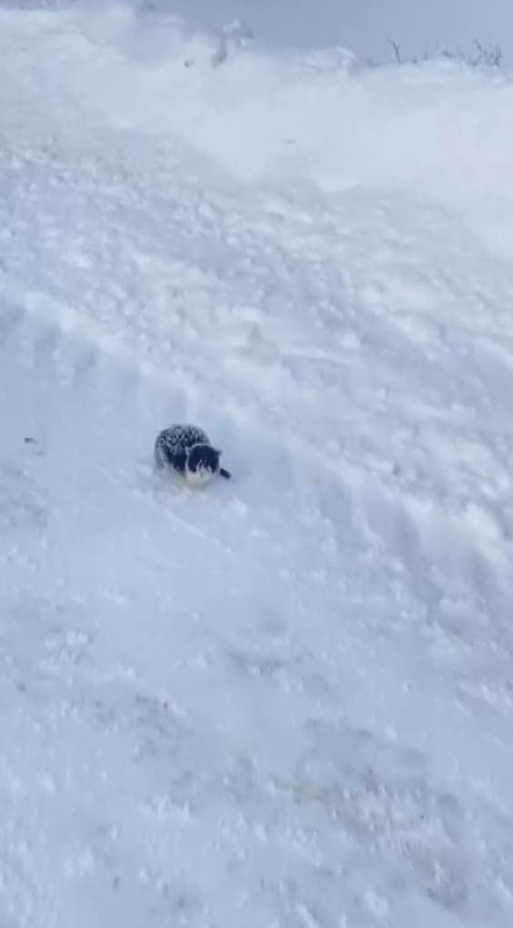 SİVAS’IN ULAŞ İLÇESİNDE BİR VATANDAŞ, YOL ÜZERİNDE DONMAK ÜZERE OLAN KEDİYİ KURTARARAK EVİNE...