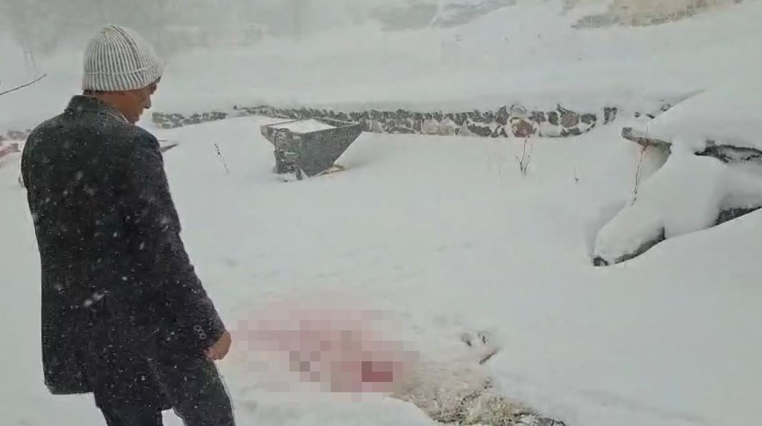 SİVAS’TA AÇ KALAN KURTLAR, KÖYLERE İNMEYE BAŞLADI. GECE SAATLERİNDE KÖYE İNEN KURTLAR, KÖYDEKİ...