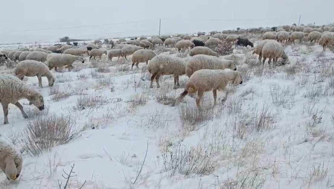 SİVAS’TA BAZI KÜÇÜKBAŞ HAYVAN SÜRÜLERİ YAYLADA KAR ALTINDA KALIRKEN BAZI SÜRÜLER AĞILDAN ÇIKAMADI....