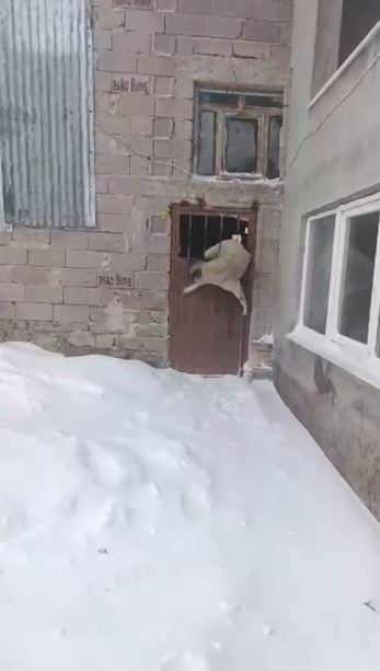 SİVAS’TA BİR KÖYDE ETKİLİ OLAN TİPİDEN KAÇMAK İSTEYEN SAHİPSİZ KÖPEK AHIRA SIĞINDI. AHIRDAN ÇIKMAK...