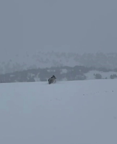 SİVAS’TA BİR VATANDAŞ, ARACIYLA İLERLEDİĞİ ESNADA KIŞ UYKUSUNA YATMAYAN AYIYI GÖRÜNTÜLEDİ. BİR...