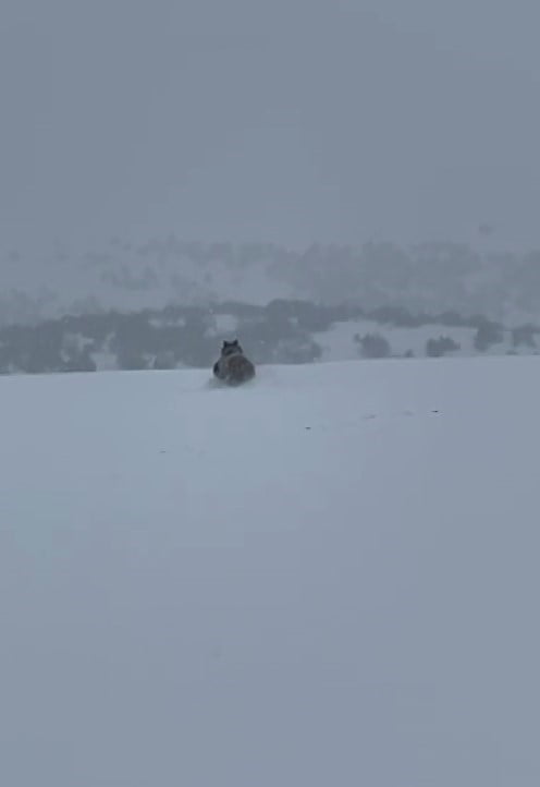 SİVAS’TA BİR VATANDAŞ, ARACIYLA İLERLEDİĞİ ESNADA KIŞ UYKUSUNA YATMAYAN AYIYI GÖRÜNTÜLEDİ. BİR...