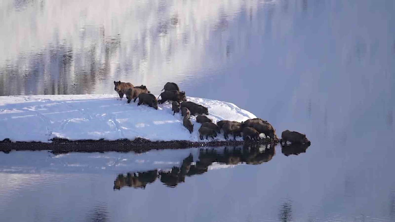 SİVAS’TA YABAN HAYATI FOTOĞRAFÇISI MUSTAFA ASLAN, BİR DOMUZ SÜRÜSÜNÜN SIFIRIN ALTINDA 20 DERECE...