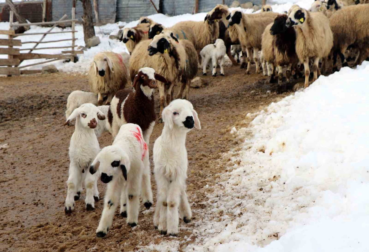 SOĞUK HAVANIN ETKİLİ OLDUĞU ERZİNCAN’DA KOYUNLARIN KUZULAMA DÖNEMİ, KÜÇÜKBAŞ HAYVAN...