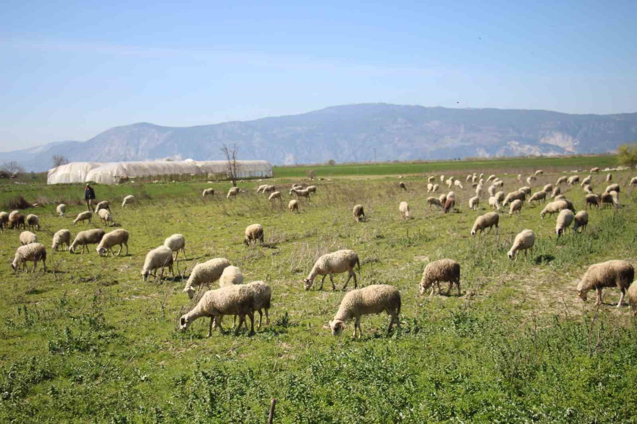 SÖKE İLÇE TARIM VE ORMAN MÜDÜRLÜĞÜ TARAFINDAN 2025 YILI 1. DÖNEM BUZAĞI, MALAK, KUZU VE OĞLAK...