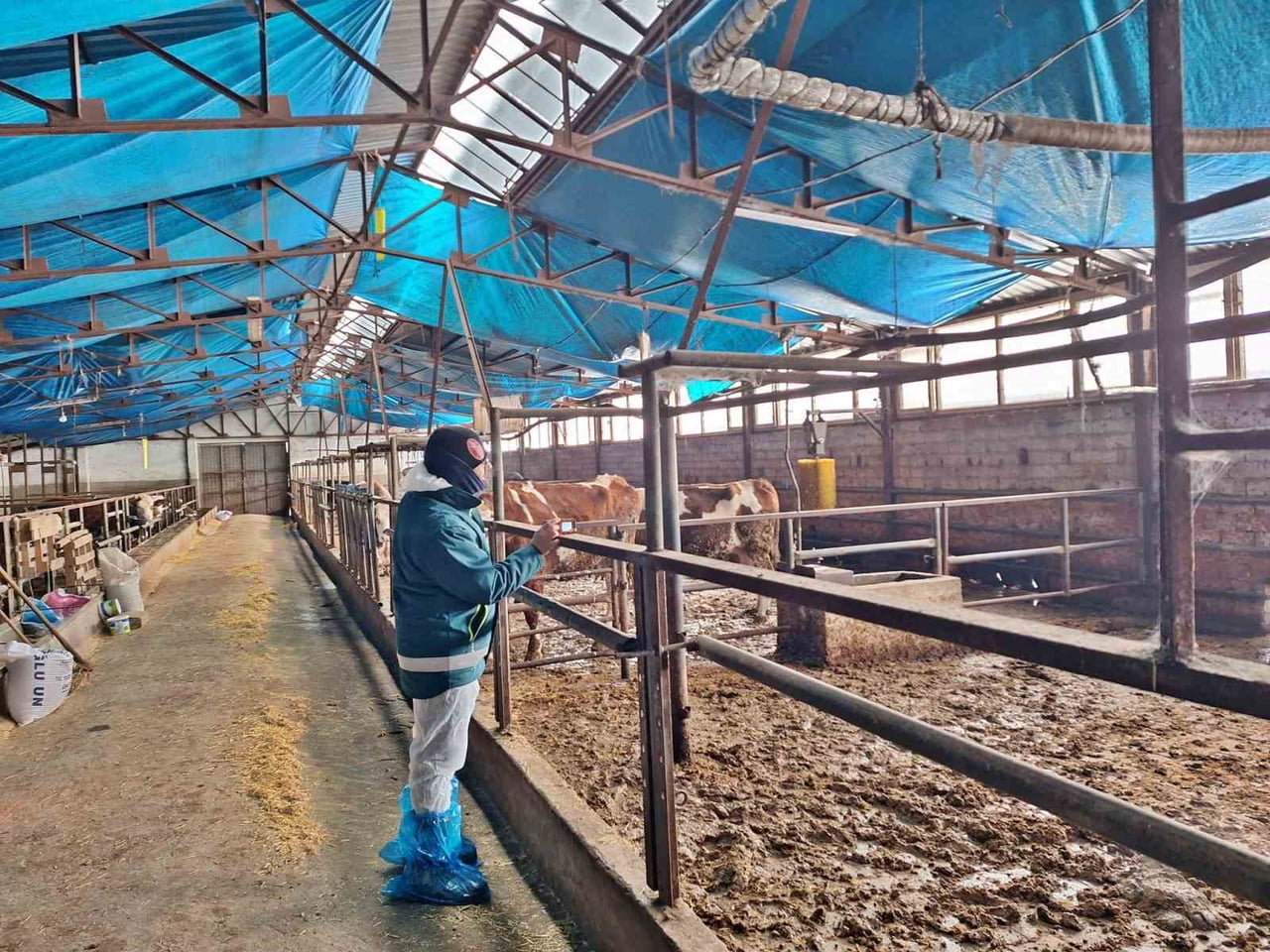 TAVŞANLI’DA HAYVANCILIK İŞLETMELERİNE YÖNELİK BESİLİK HAYVAN KAPASİTE TESPİT ÇALIŞMASI