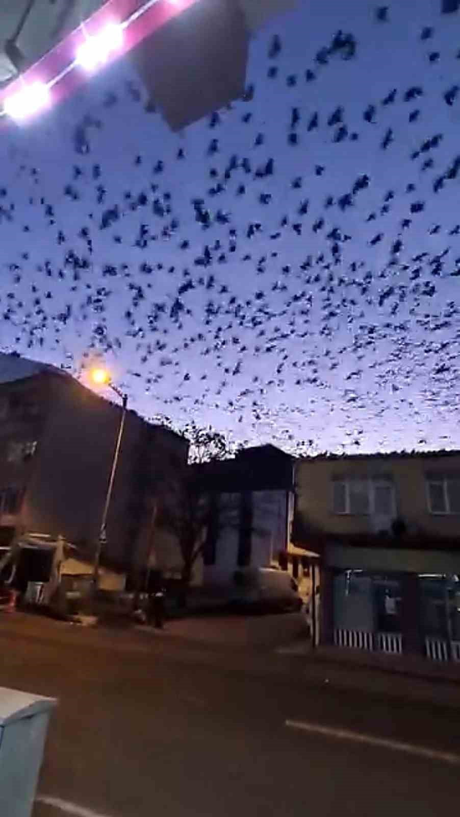 TEKİRDAĞ'IN MURATLI İLÇESİNDE SABAH SAATLERİNDE GÖKYÜZÜNÜ KAPLAYAN YÜZLERCE KUŞ GÖRSEL ŞÖLEN...