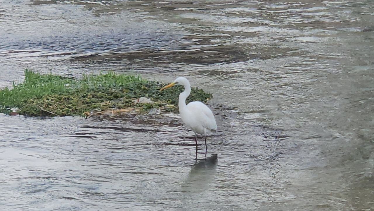 TOHMA ÇAYI’NI MESKEN TUTAN BALIKÇIL KUŞU İLGİ GÖRÜYOR