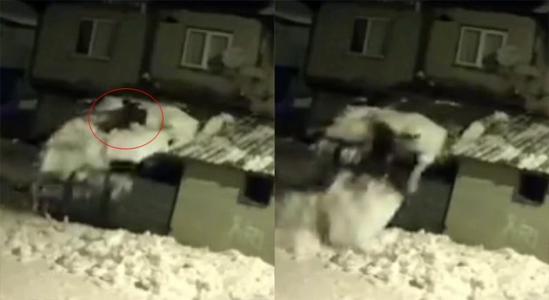 TOKAT’IN TURHAL İLÇESİNDE GARAJ ÇATISINDAKİ KARI TEMİZLEMEK İSTEYEN BİR VATANDAŞ, KAYAN KAR...