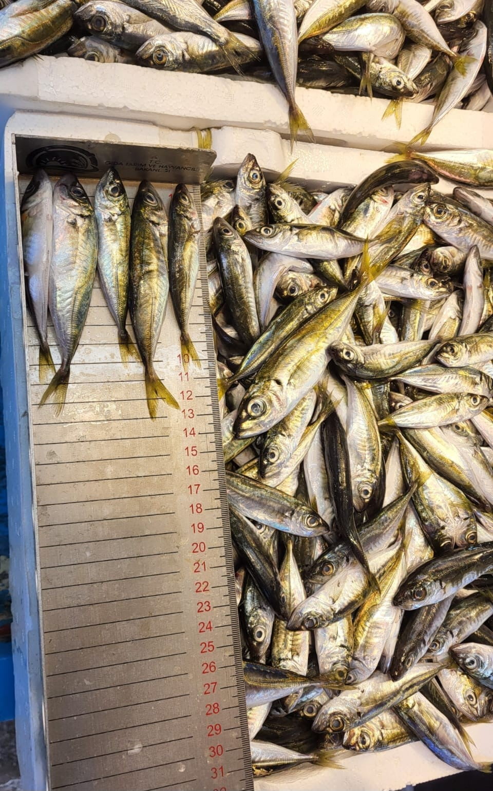 TRABZON İL TARIM VE ORMAN MÜDÜRLÜĞÜ BALIKÇILIK VE SU ÜRÜNLERİ ŞUBE MÜDÜRLÜĞÜ EKİPLERİNCE; YIL...