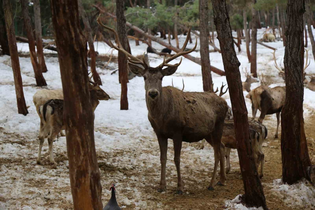 TÜRKİYE'NİN EN BÜYÜK HAYVANAT BAHÇESİ OLAN GAZİANTEP DOĞAL YAŞAM PARKI, 2025 YILINDA TÜM...